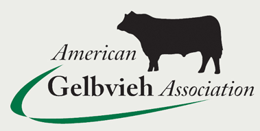 Gelbvieh heifers for sale