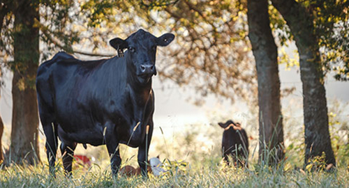 Gelbvieh Cattle